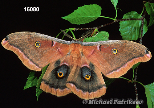 Polyphemus Moth (Antheraea polyphemus)